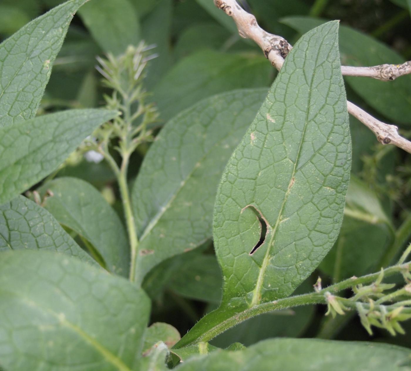 Comfrey, Common leaf